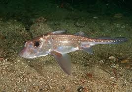 Image result for Hydrolagus colliei