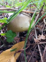 Attēlu rezultāti vaicājumam “Amanita strobiliformis”