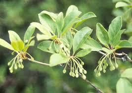 Attēlu rezultāti vaicājumam “Enkianthus campanulatus flower”