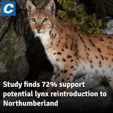 Image result for Lancashire Lynx