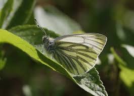 Attēlu rezultāti vaicājumam “Pieris napi underside”