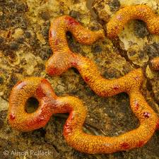 Attēlu rezultāti vaicājumam “Willkommlangea reticulata”