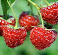 Résultat de recherche d'images pour "framboises"