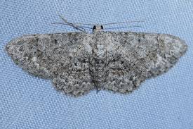 Attēlu rezultāti vaicājumam “Aethalura punctulata”