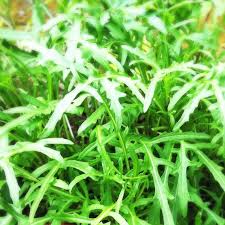 Attēlu rezultāti vaicājumam “Diplotaxis tenuifolia leaf”