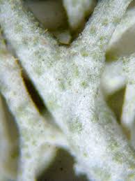 Attēlu rezultāti vaicājumam “Cladonia ciliata”