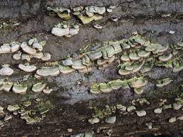 Attēlu rezultāti vaicājumam “Trichaptum biforme”