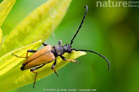 Attēlu rezultāti vaicājumam “Leptura rubra male”