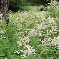 Image result for Aruncus dioicus