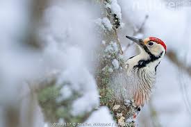 Attēlu rezultāti vaicājumam “Dendrocopos leucotos male”