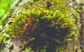 Attēlu rezultāti vaicājumam “Bryum weigelii macro”