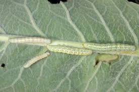 Attēlu rezultāti vaicājumam “Cucullia lucifuga larva”