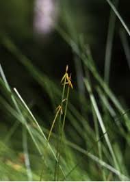 Attēlu rezultāti vaicājumam “Carex pauciflora”