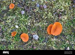 Attēlu rezultāti vaicājumam “Melastiza chateri”