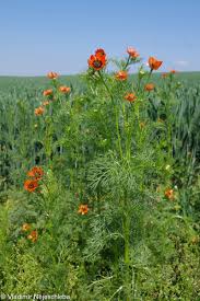 Image result for Adonis aestivalis