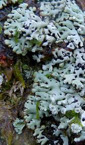 Attēlu rezultāti vaicājumam “Menegazzia terebrata”