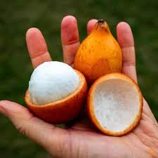 Attēlu rezultāti vaicājumam “Betula humilis fruit”