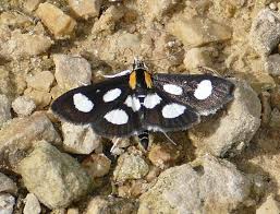 Attēlu rezultāti vaicājumam “Anania funebris”