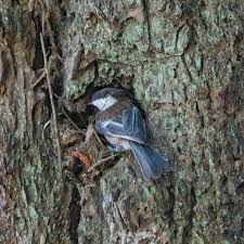 Image result for Poecile montana