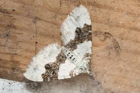 Attēlu rezultāti vaicājumam “Xanthorhoe montanata”