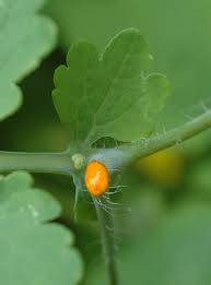 Attēlu rezultāti vaicājumam “Chelidonium majus bud”