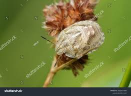 Attēlu rezultāti vaicājumam “Eurygaster testudinaria nymph”