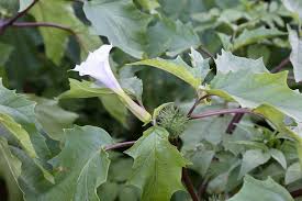 Image result for Datura stramonium
