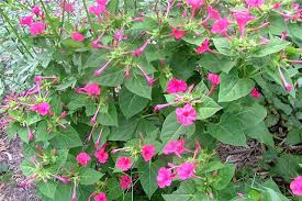 Image result for Mirabilis jalapa