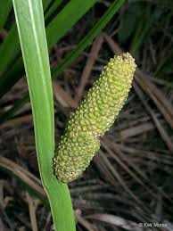 Attēlu rezultāti vaicājumam “Acoraceae”