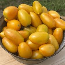 Afbeeldingsresultaat voor blushing yellow tomato