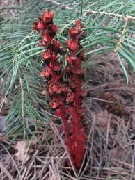 Attēlu rezultāti vaicājumam “Monotropa hypopitys fruit”