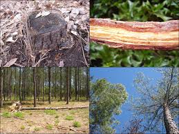 Attēlu rezultāti vaicājumam “Heterobasidion annosum”