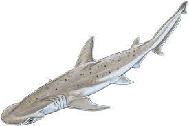 Image result for Sphyrna