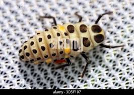 Attēlu rezultāti vaicājumam “Myzia oblongoguttata”