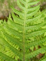 Attēlu rezultāti vaicājumam “Phegopteris connectilis”