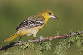 Image result for Icterus galbula