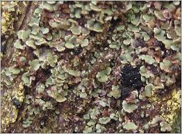 Attēlu rezultāti vaicājumam “Hypocenomyce scalaris”