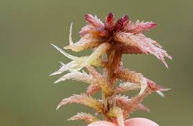 Attēlu rezultāti vaicājumam “Sphagnum magellanicum”