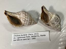 Image result for Cinctura hunteria