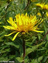 Image result for Inula hirta