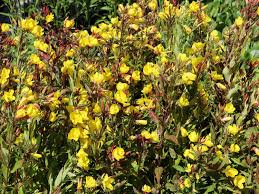 Image result for Nachtkerze