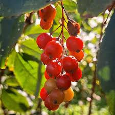 Attēlu rezultāti vaicājumam “Schisandra chinensis”