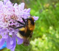 Attēlu rezultāti vaicājumam “Volucella bombylans”