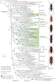Attēlu rezultāti vaicājumam “Melandrya dubia”