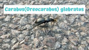 Attēlu rezultāti vaicājumam “Carabus glabratus”