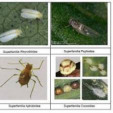 Attēlu rezultāti vaicājumam “Sternorrhyncha”