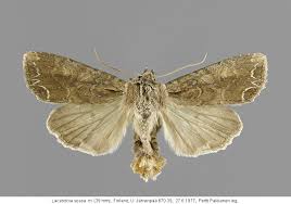 Attēlu rezultāti vaicājumam “Lacanobia suasa”