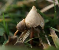 Attēlu rezultāti vaicājumam “Psilocybe sp.”