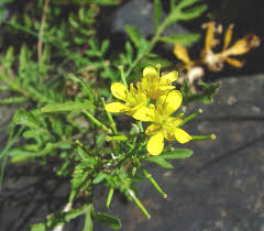 Attēlu rezultāti vaicājumam “Rorippa sylvestris leaf”