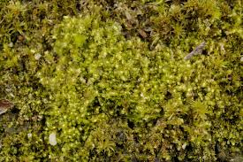 Attēlu rezultāti vaicājumam “Scapania mucronata”